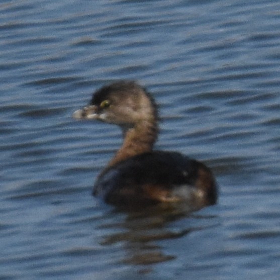 Pied-billed Grebe - ML641477170