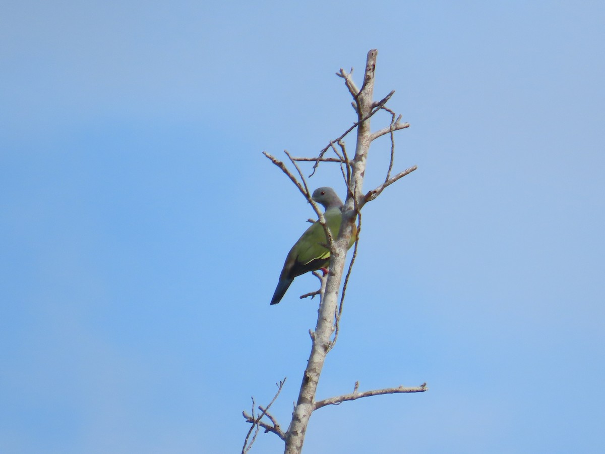 Pink-necked Green-Pigeon - ML641477179