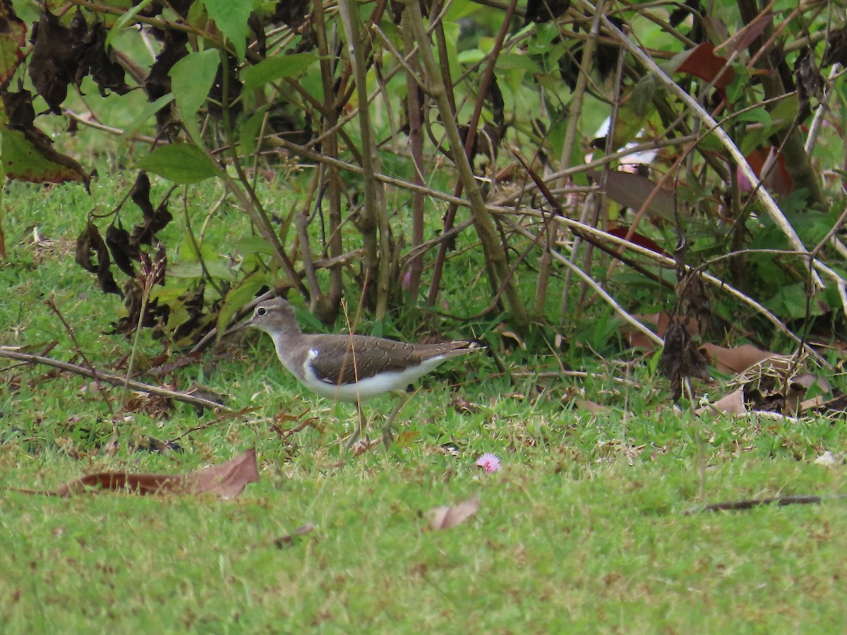 Common Sandpiper - ML641477191