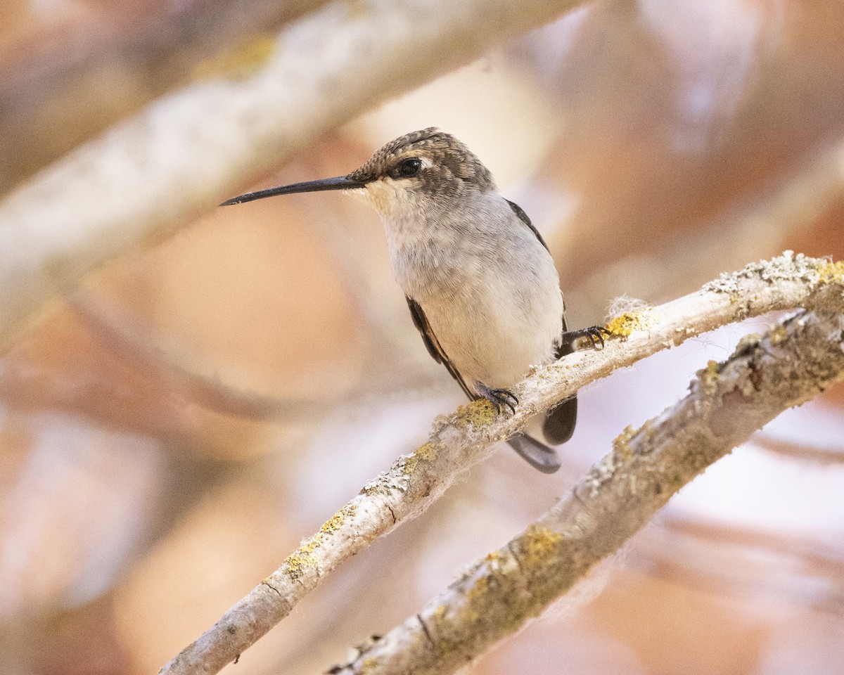 Black-chinned Hummingbird - ML641477194