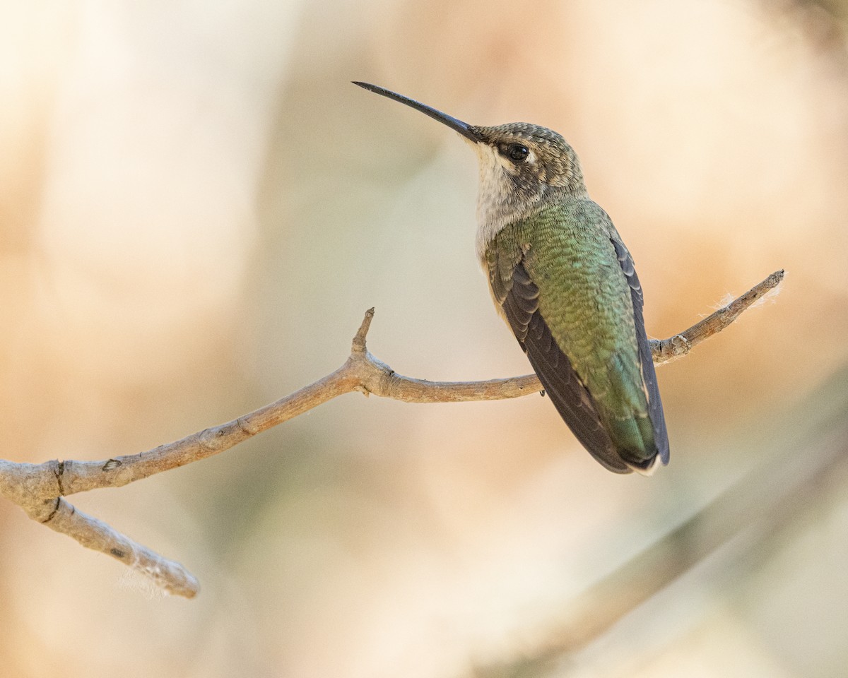 Black-chinned Hummingbird - ML641477195