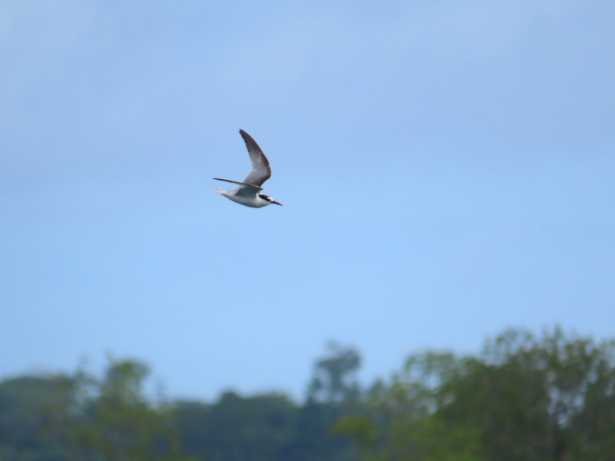 Little Tern - ML641477200