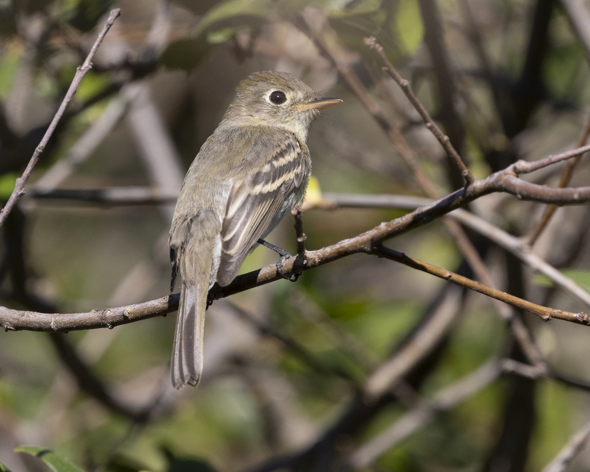 Western Flycatcher (Pacific-slope) - ML641477204