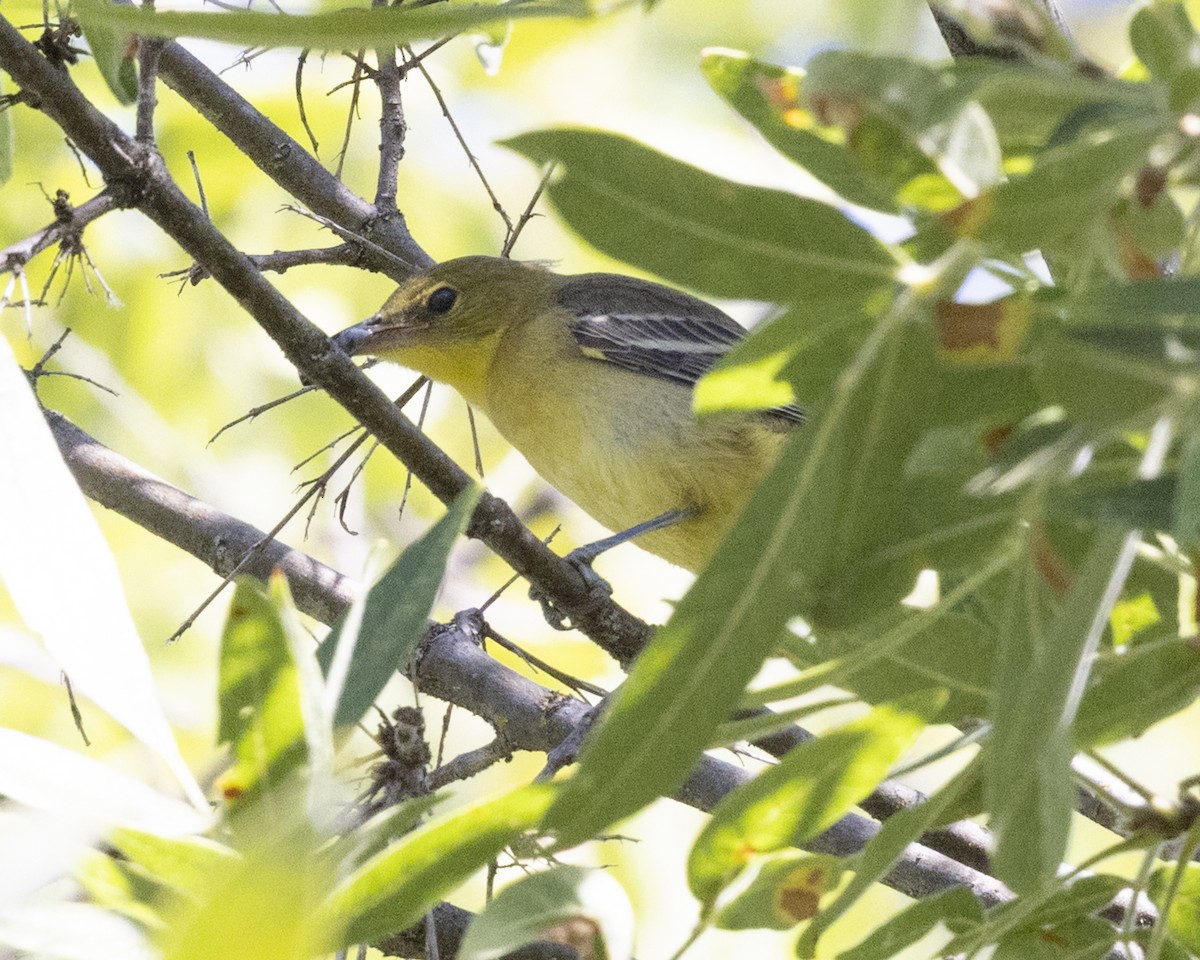 Hooded Oriole - ML641477213