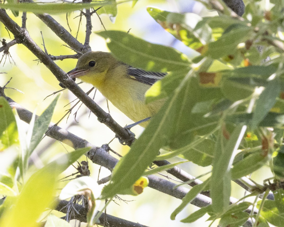 Hooded Oriole - ML641477214
