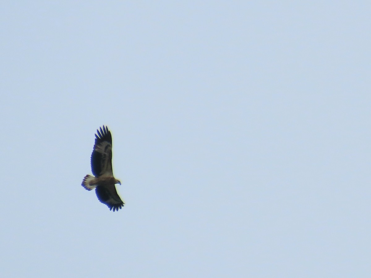 White-bellied Sea-Eagle - ML641477252