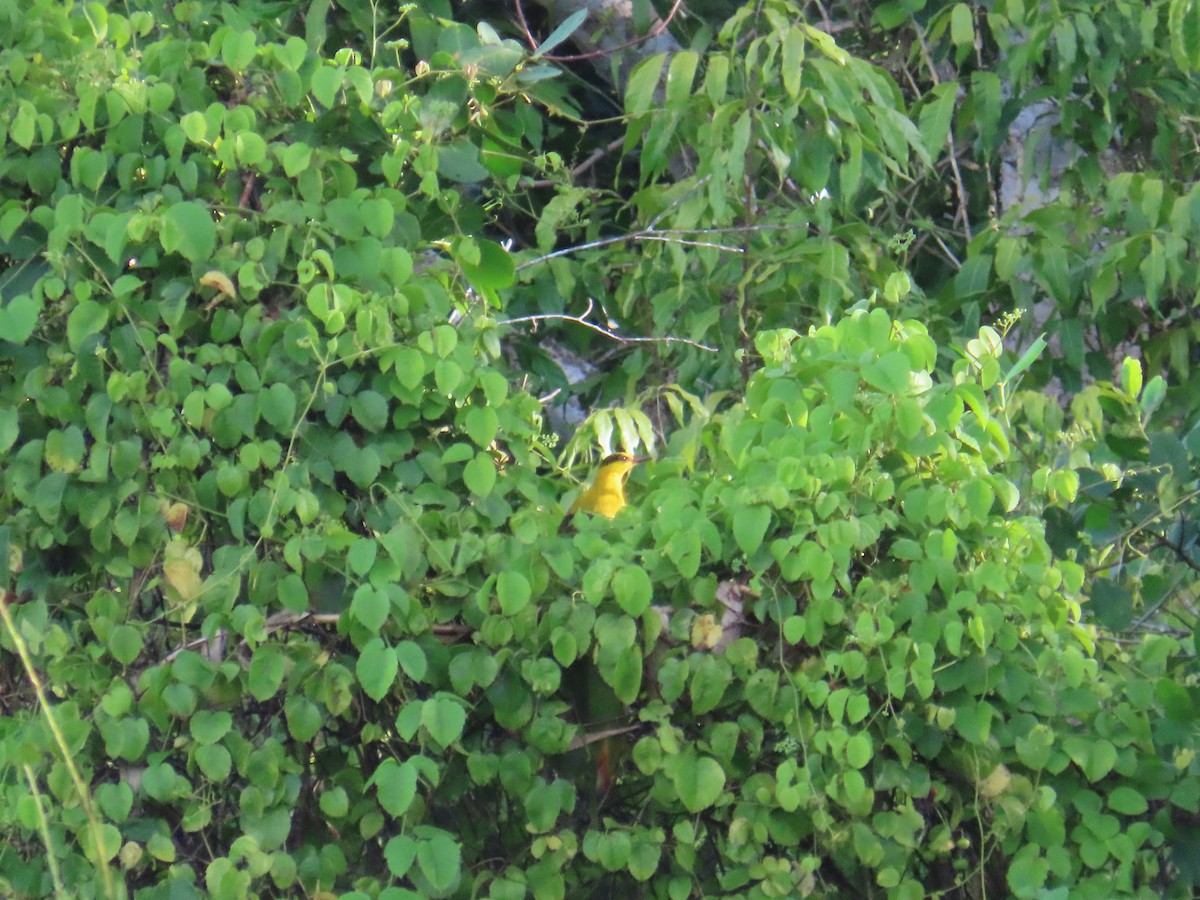 Black-naped Oriole - ML641477266
