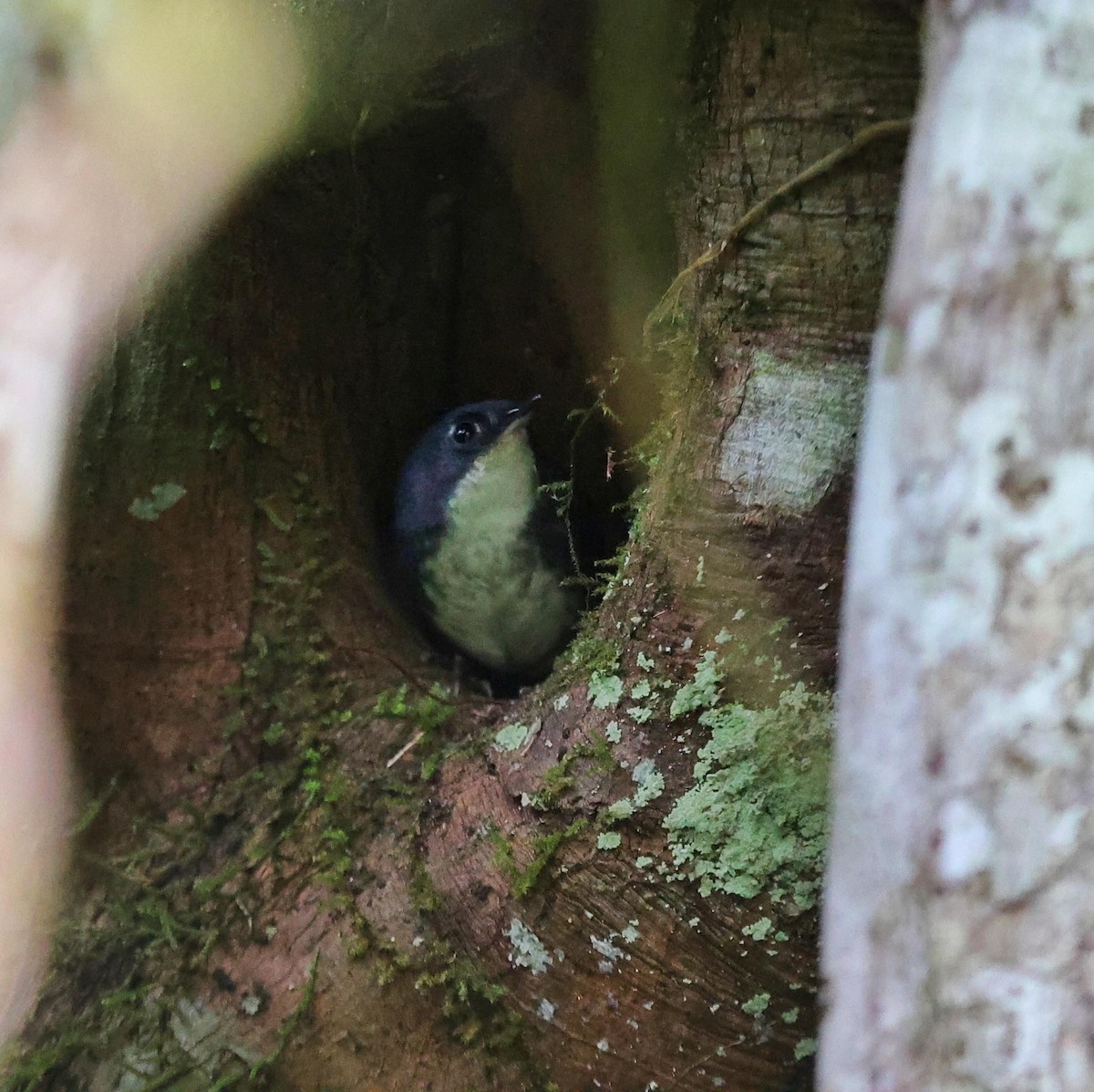 White-breasted Tapaculo - ML641477268