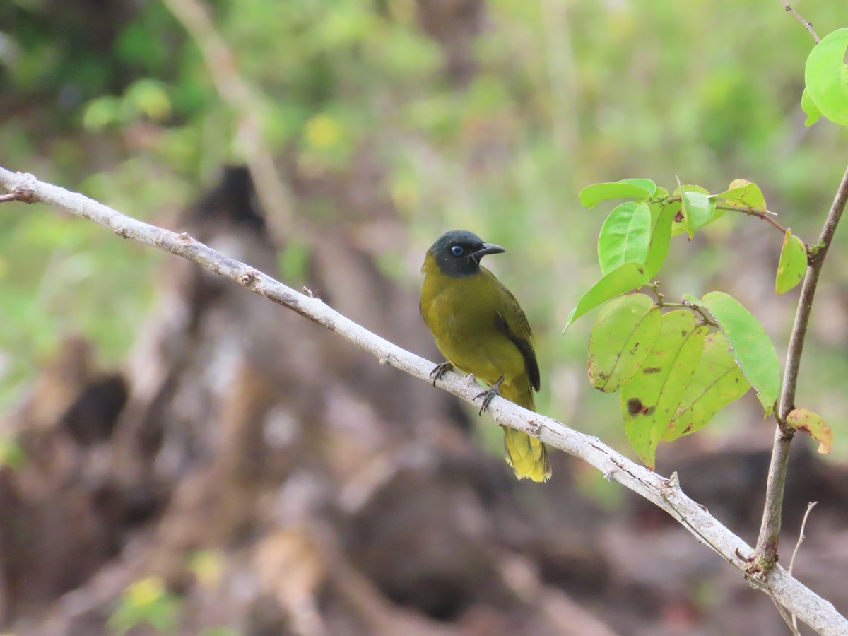 Black-headed Bulbul - ML641477282