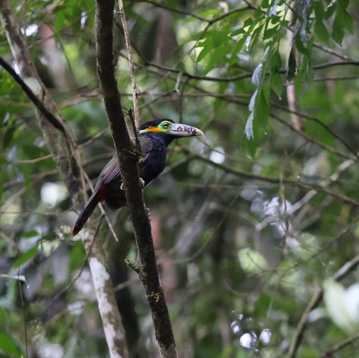 Spot-billed Toucanet - ML641477287