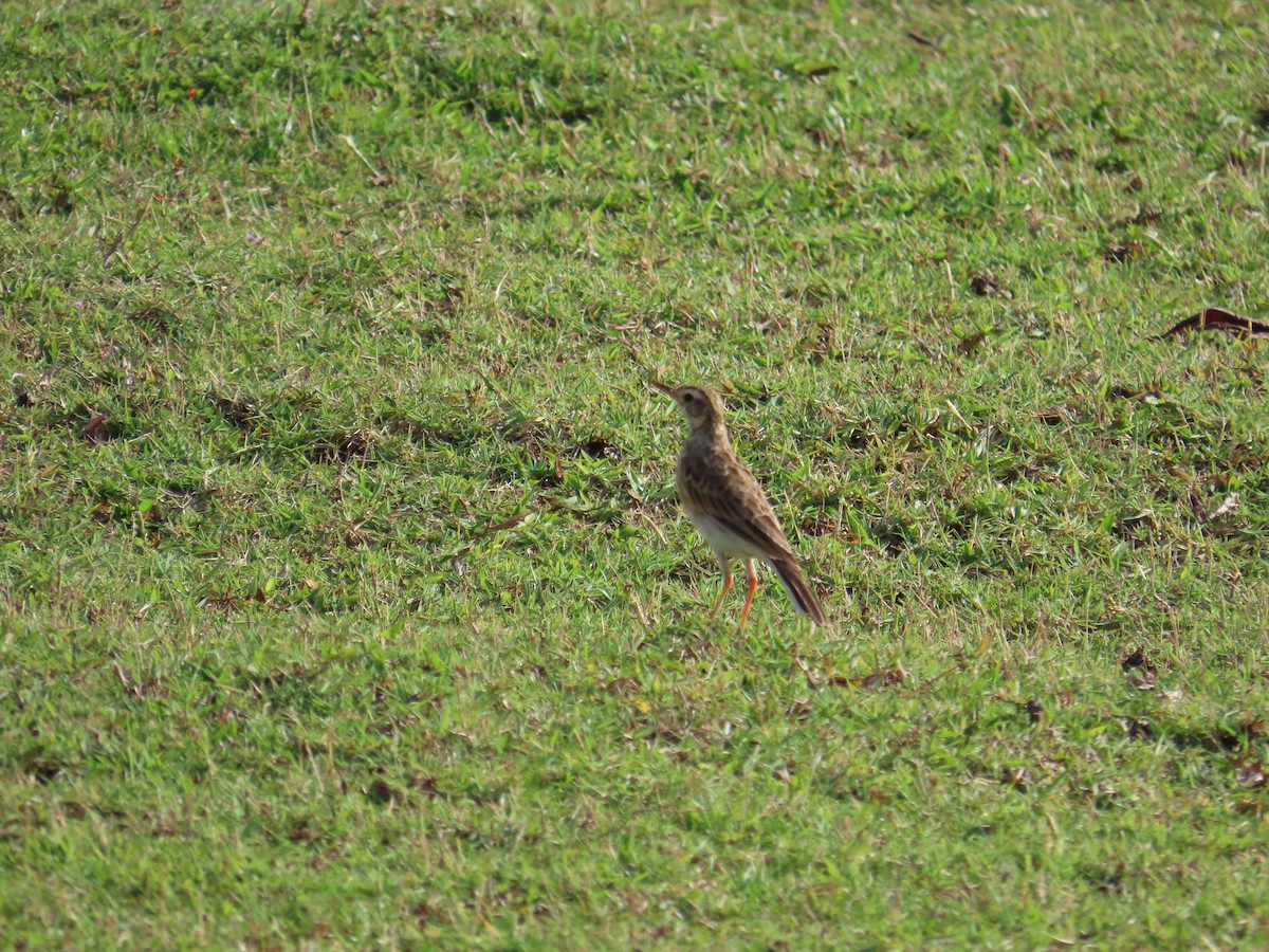 Paddyfield Pipit - ML641477310