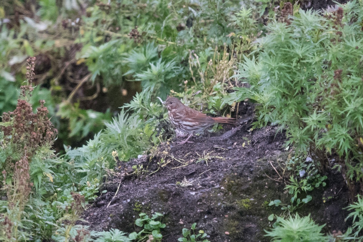 Fox Sparrow (Red) - ML641477311