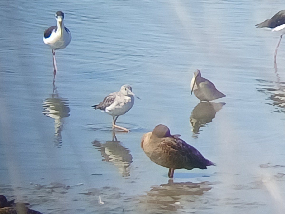 Lesser Yellowlegs - ML641477340