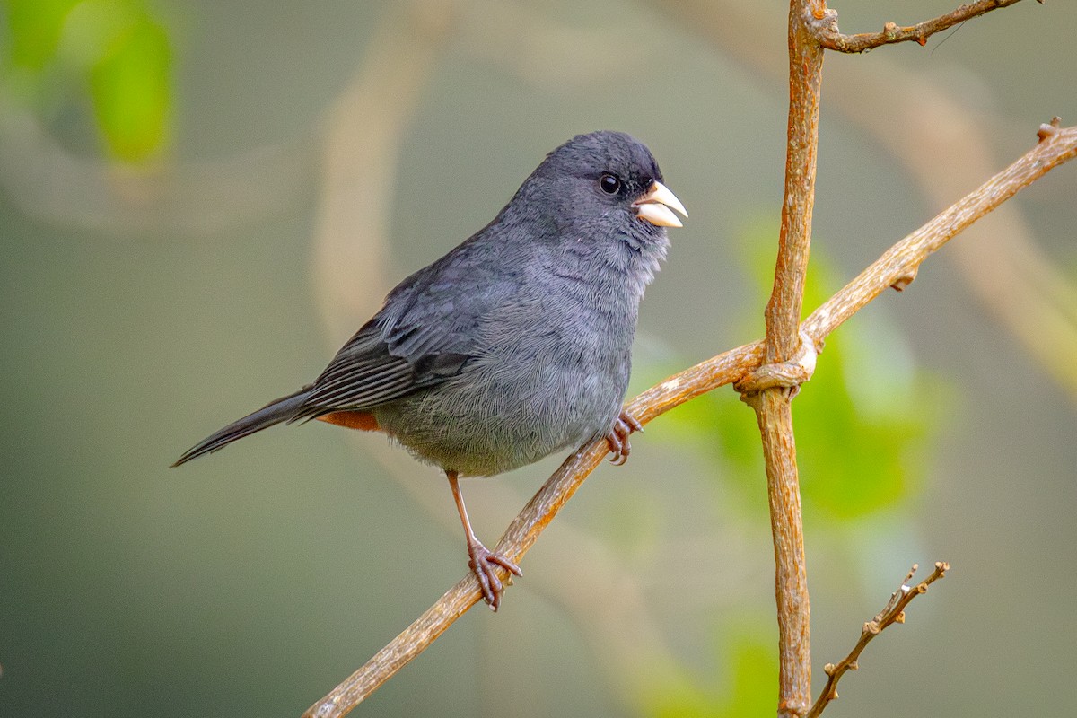 Paramo Seedeater - ML641477361