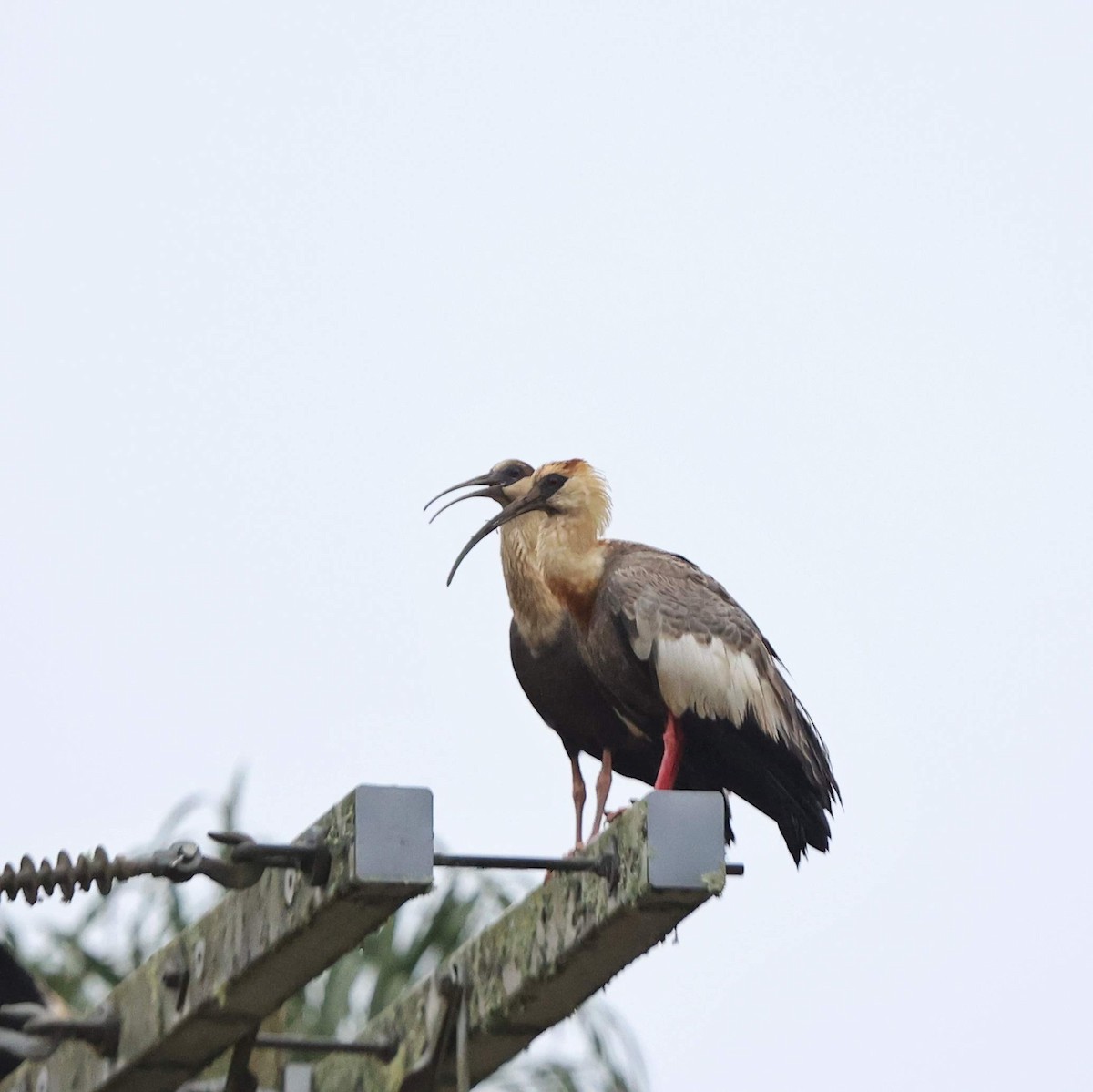 Buff-necked Ibis - ML641477374