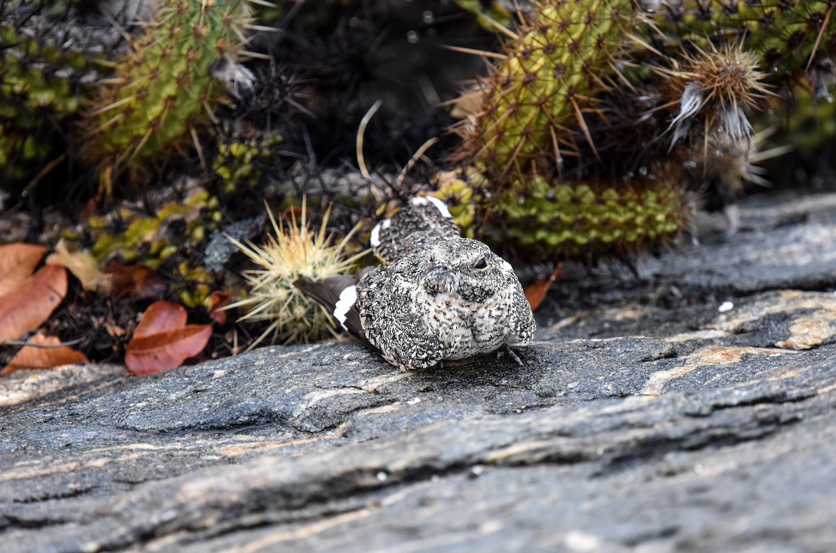 Pygmy Nightjar - ML641477376