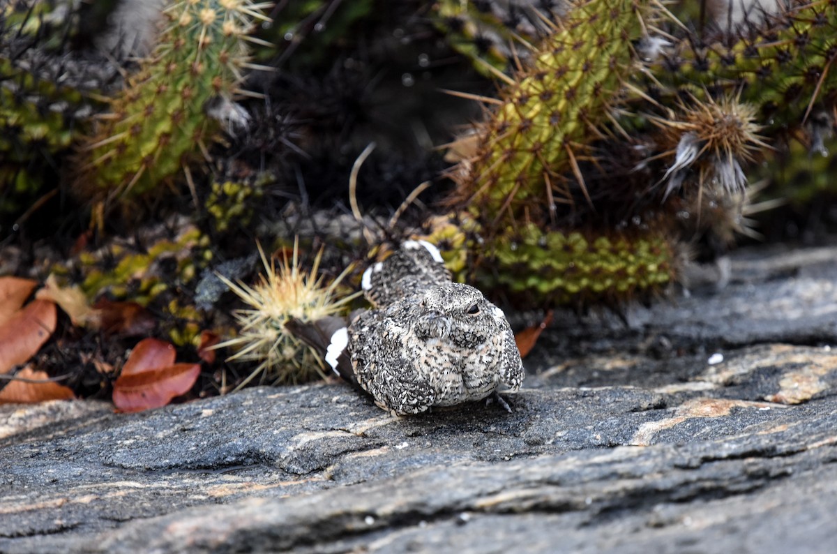 Pygmy Nightjar - ML641477377