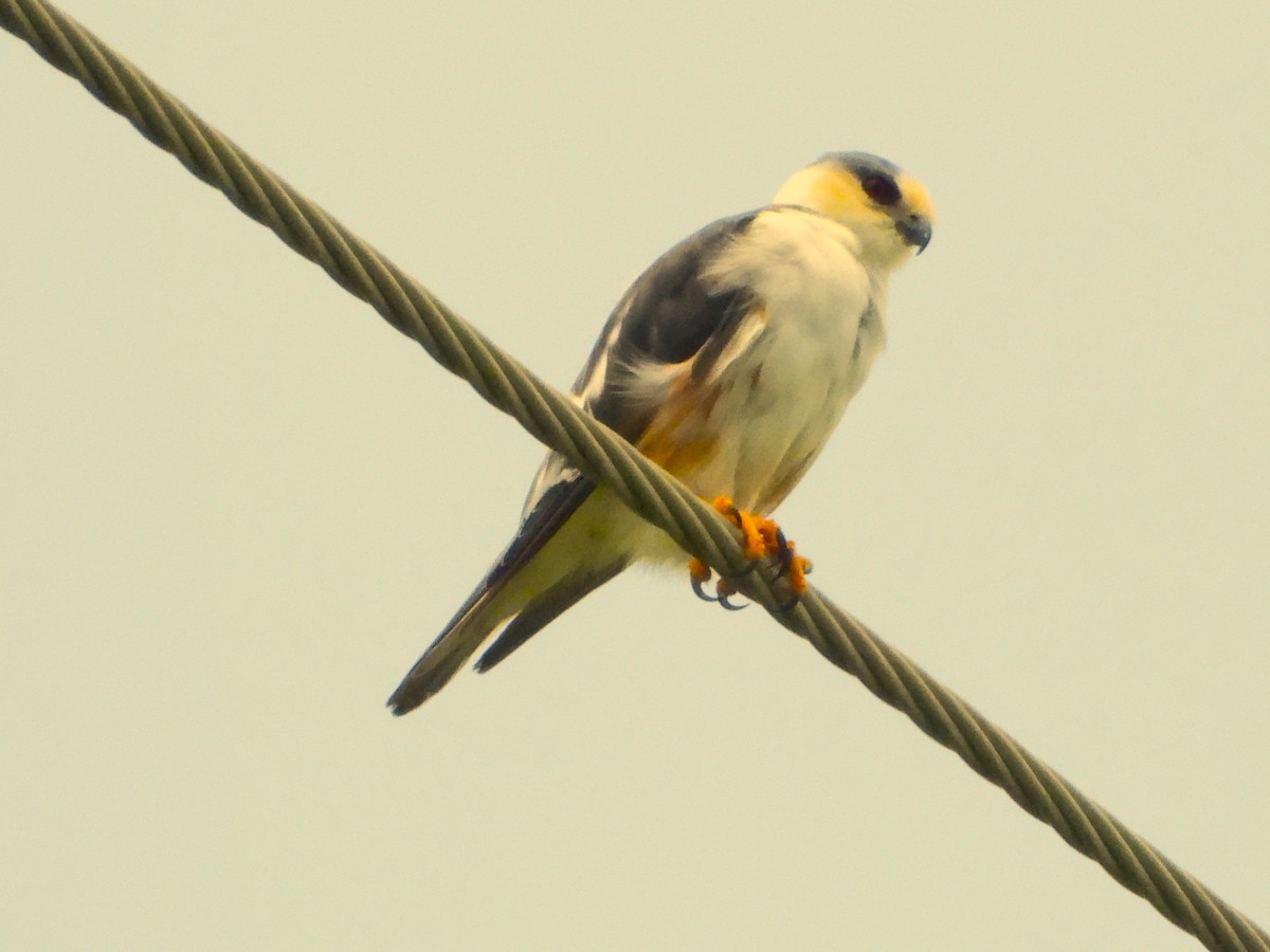 Pearl Kite - ML641477379
