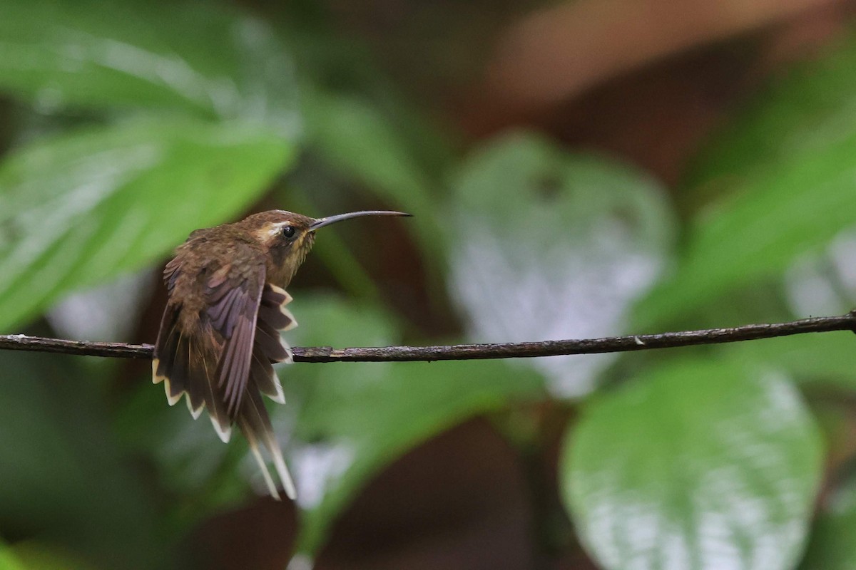 Dusky-throated Hermit - ML641477381