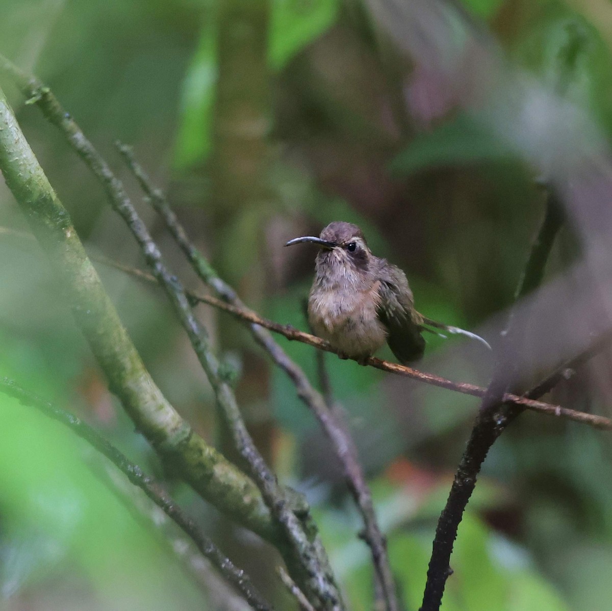 Dusky-throated Hermit - ML641477382