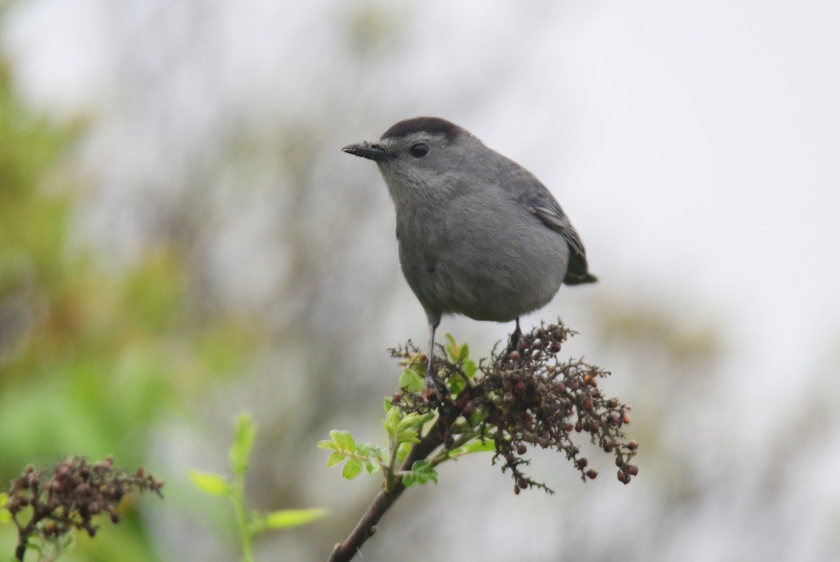 Gray Catbird - ML641477387