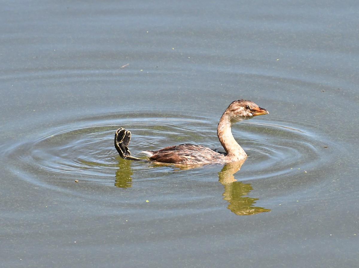 Pied-billed Grebe - ML641477391