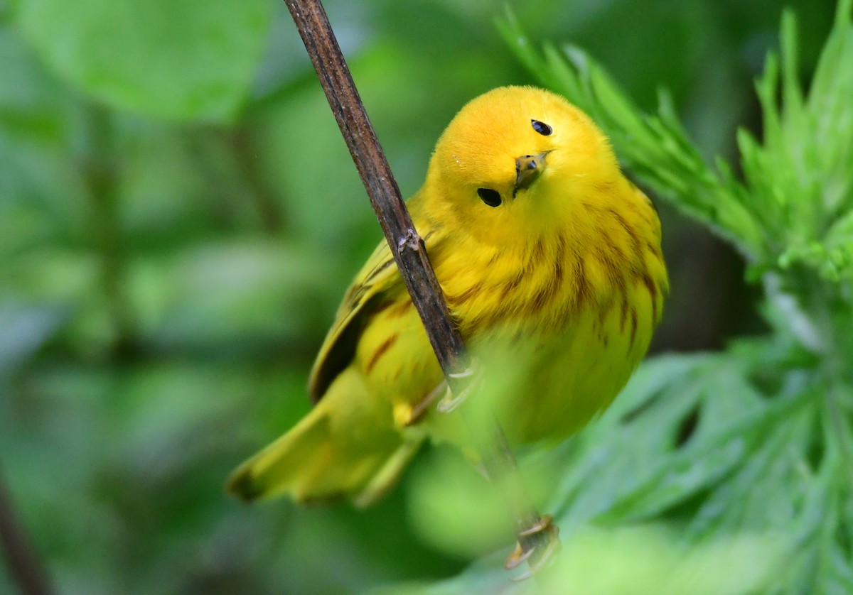 Yellow Warbler - ML641477396
