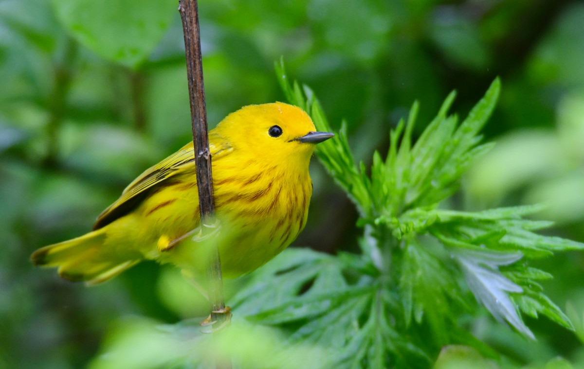 Yellow Warbler - ML641477398
