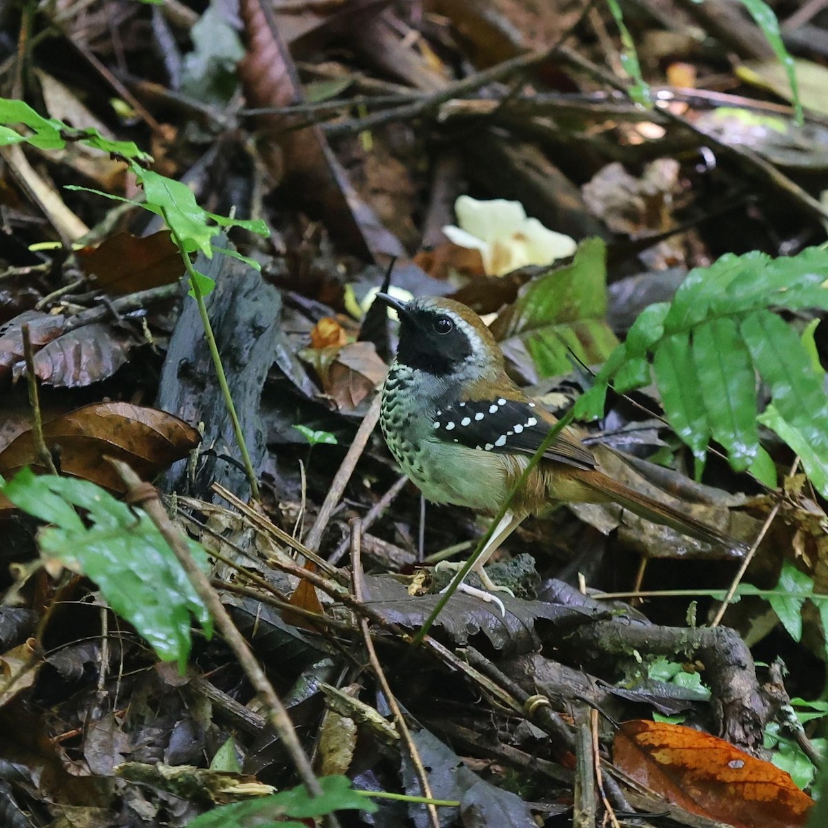 Squamate Antbird - ML641477412