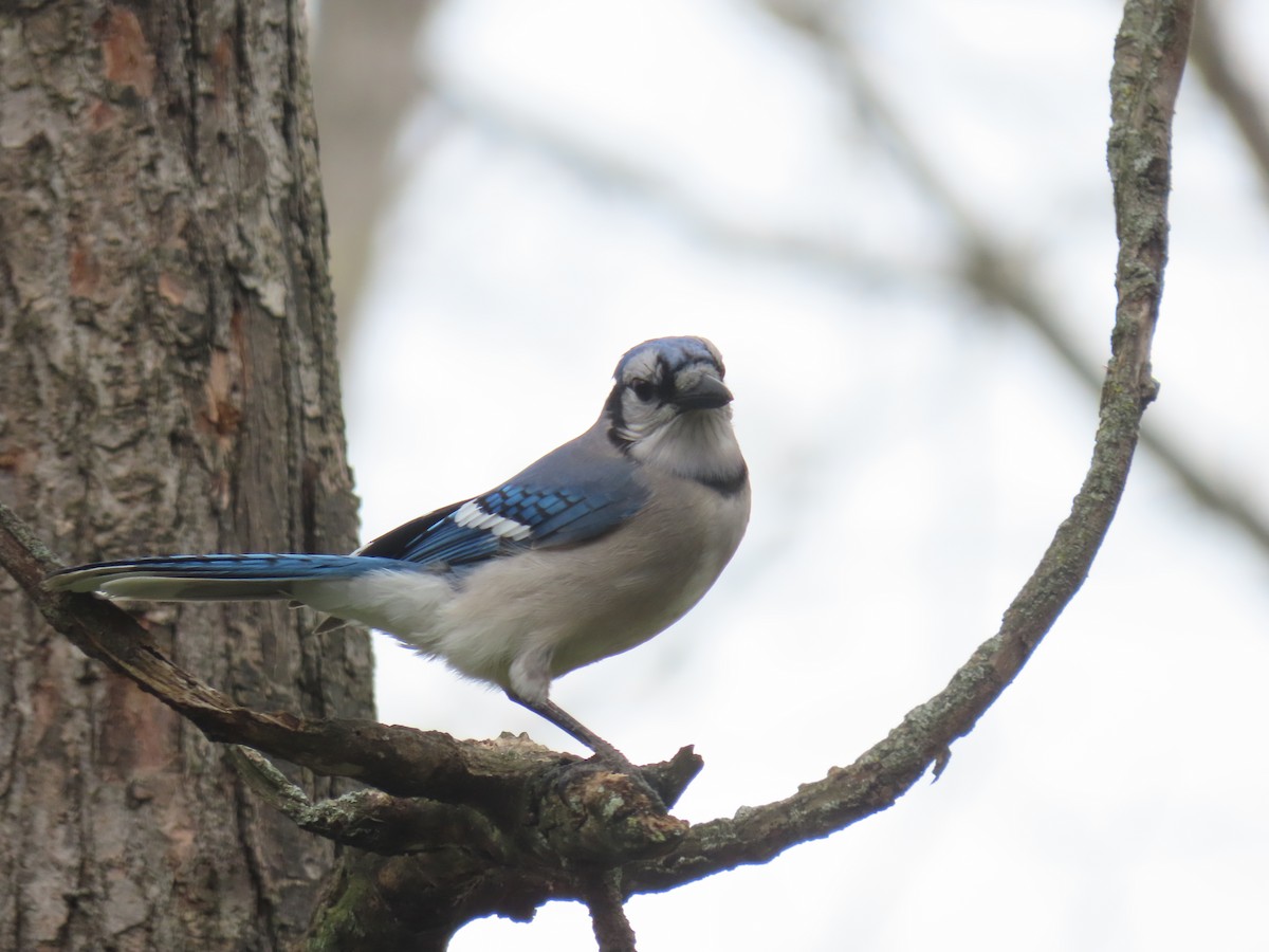 Blue Jay - ML641477417