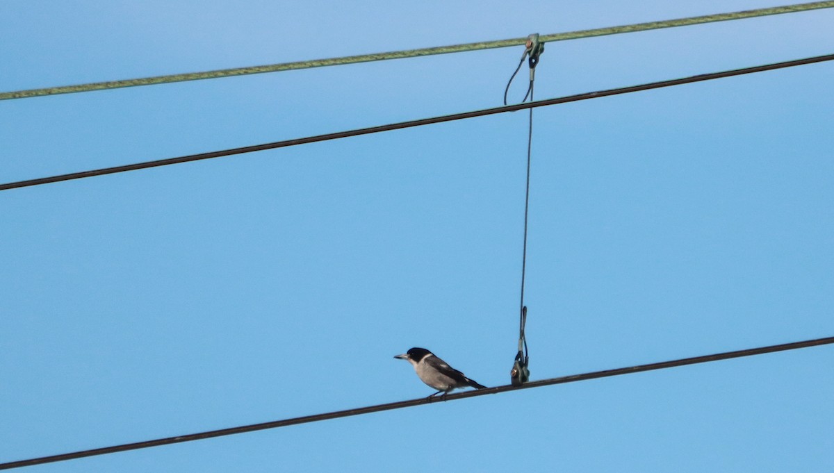 Gray Butcherbird - ML641477451