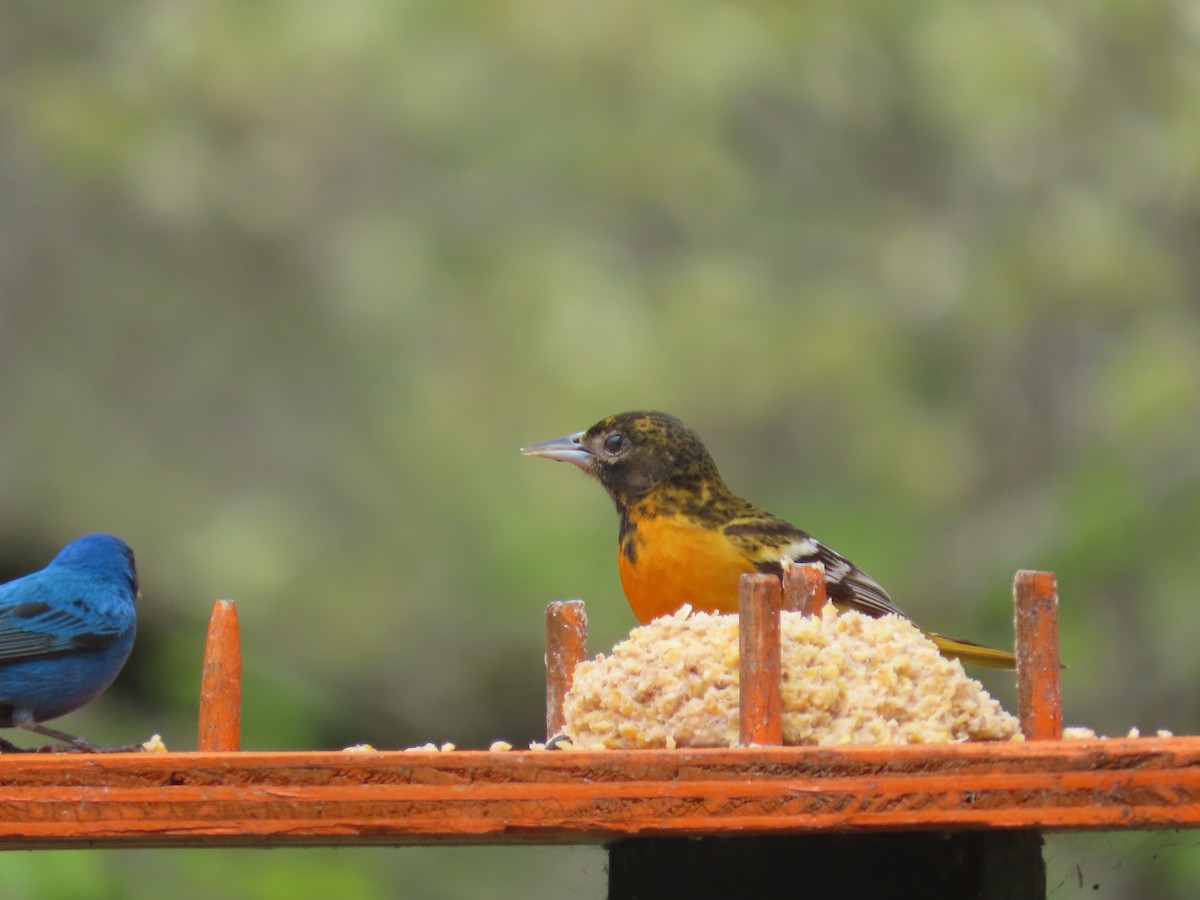 Baltimore Oriole - ML641477485
