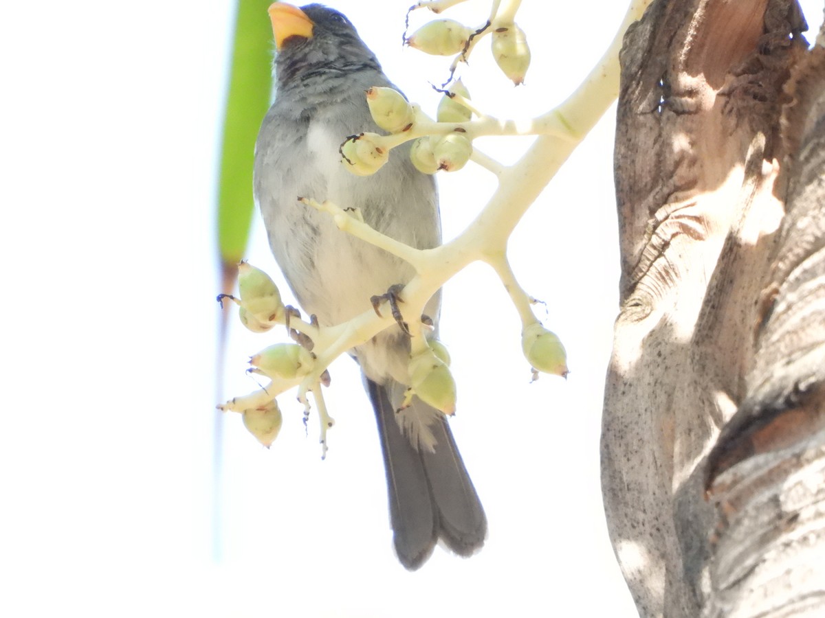 Gray Seedeater - ML641477510