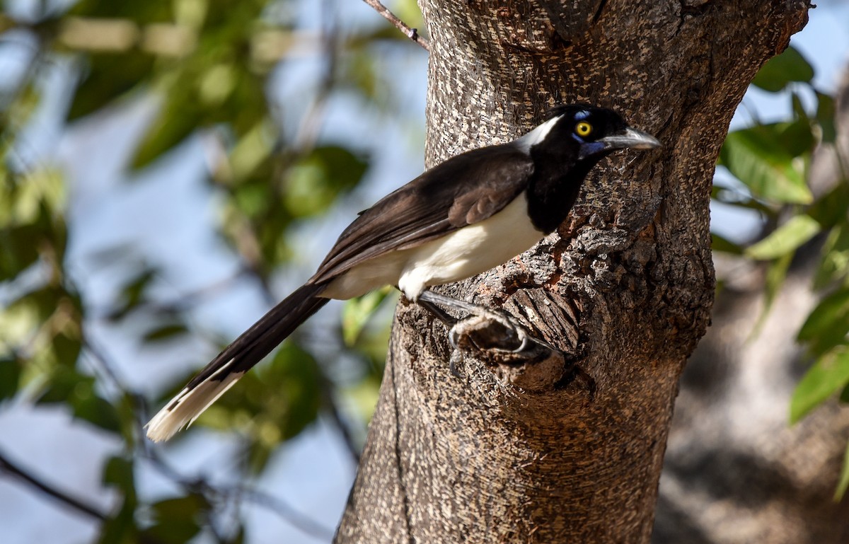White-naped Jay - ML641477518