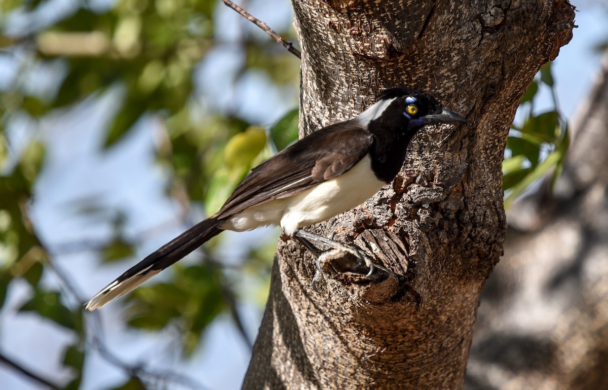 White-naped Jay - ML641477521