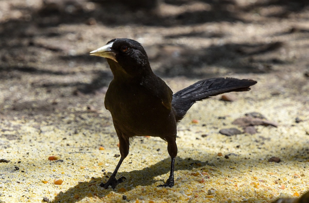 Solitary Black Cacique - ML641477529