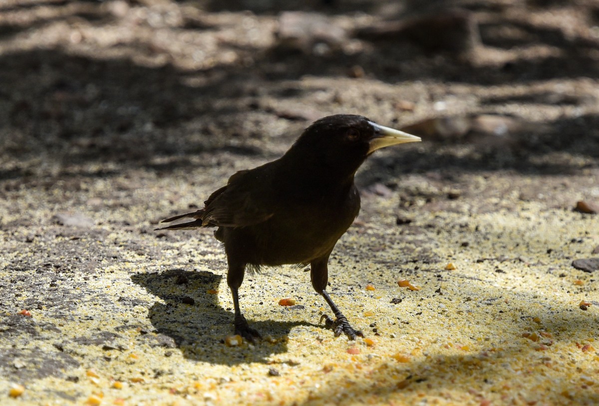 Solitary Black Cacique - ML641477530