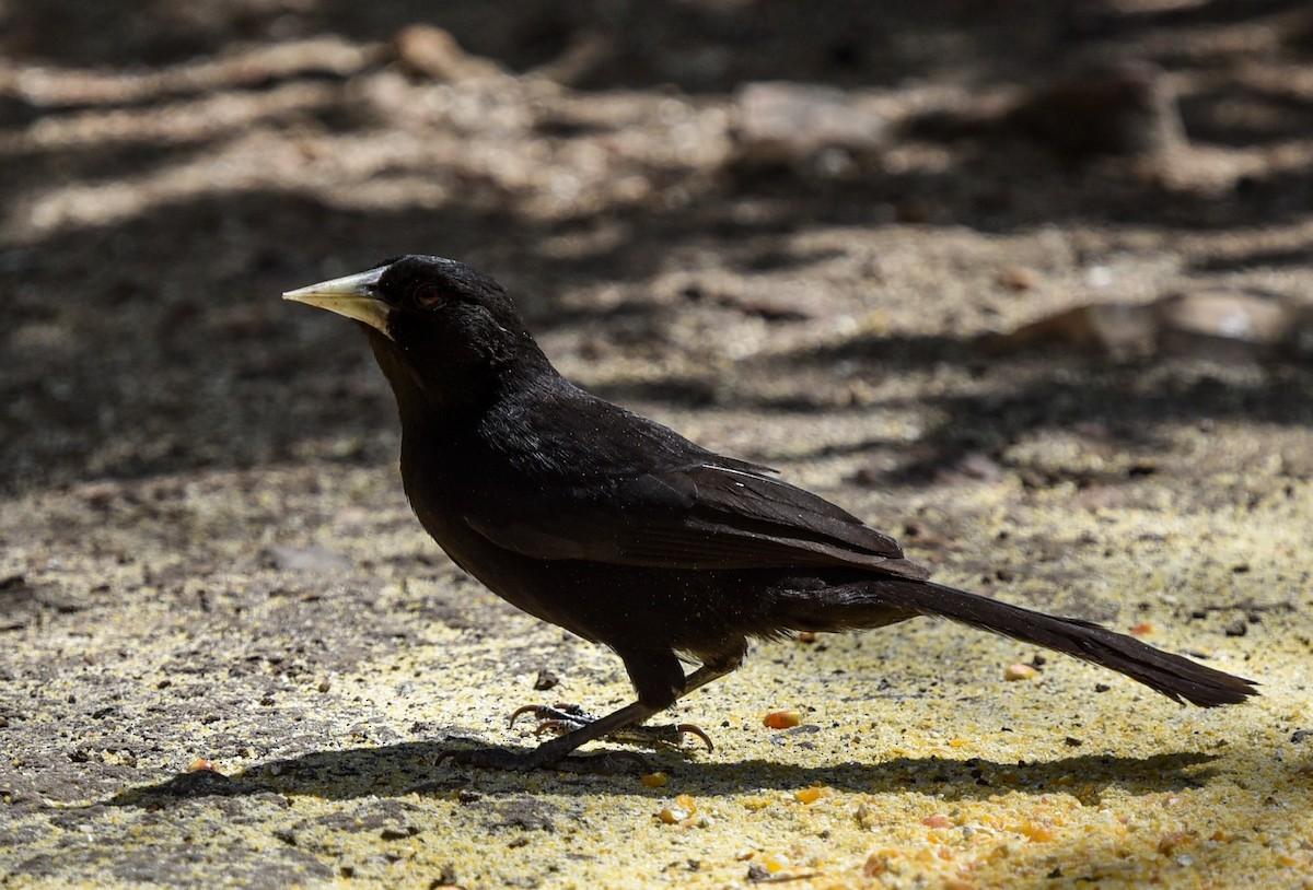 Solitary Black Cacique - ML641477531