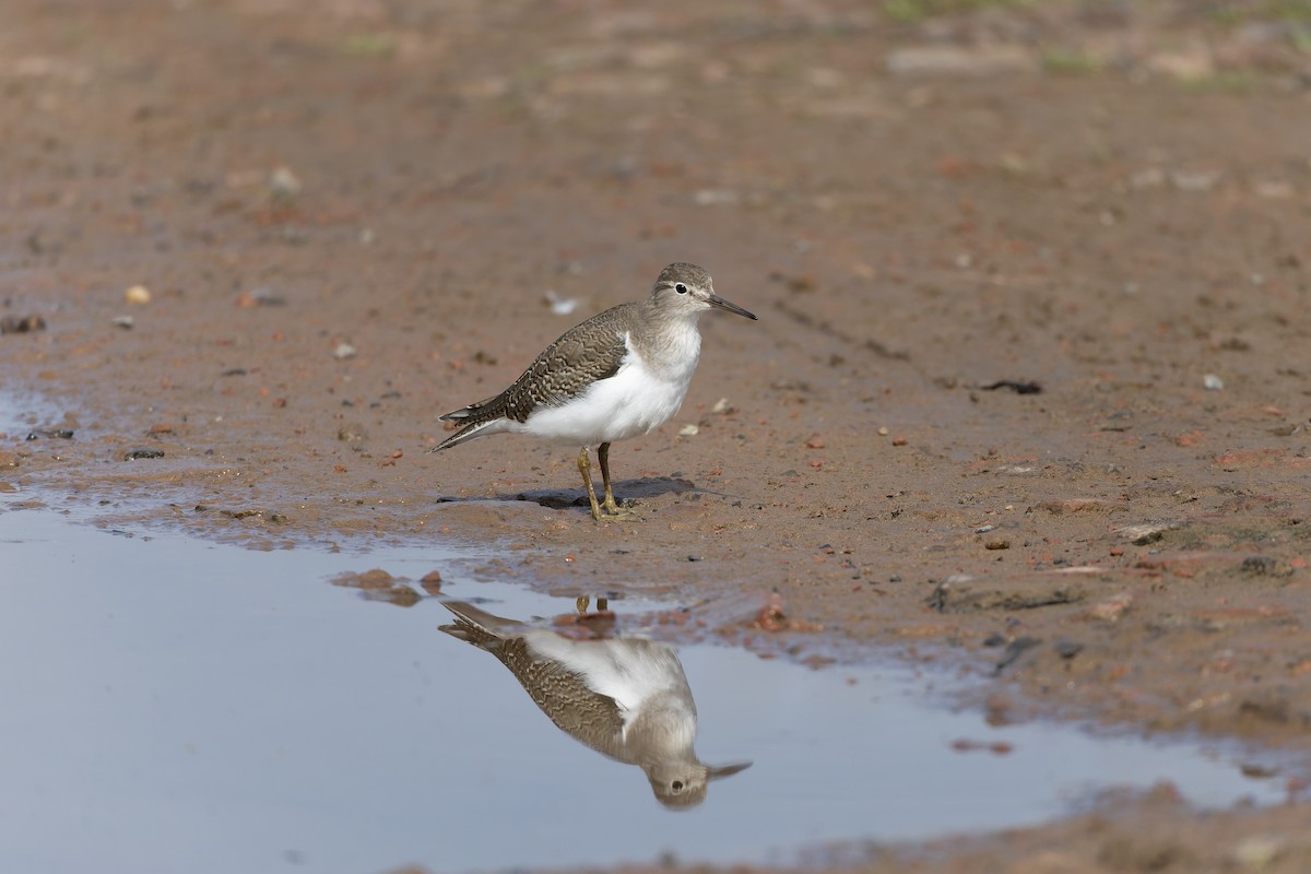 strandsnipe - ML641477587