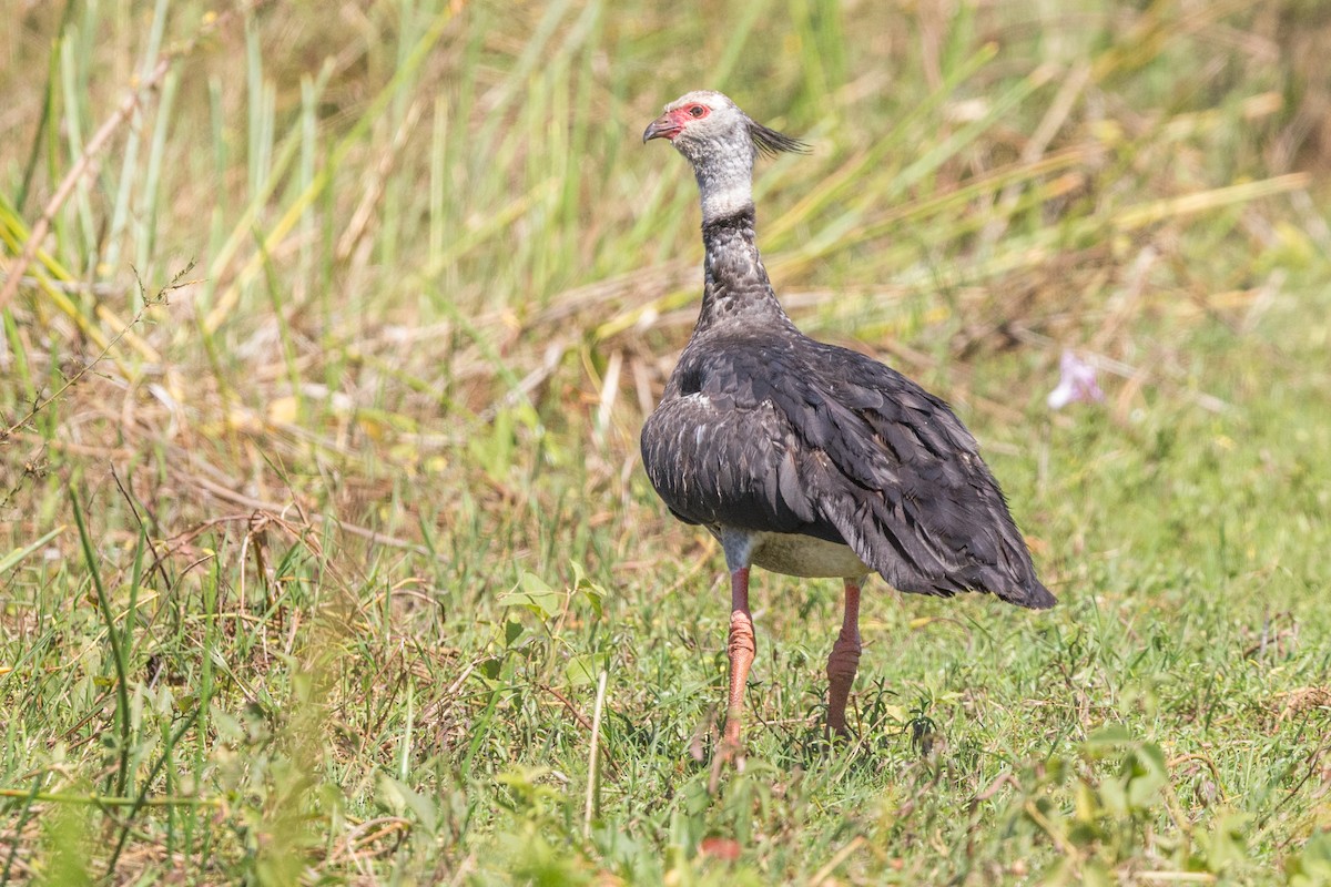 Southern Screamer - ML641477604