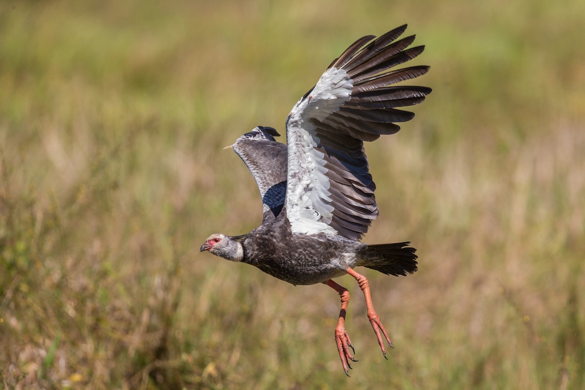 Southern Screamer - ML641477605
