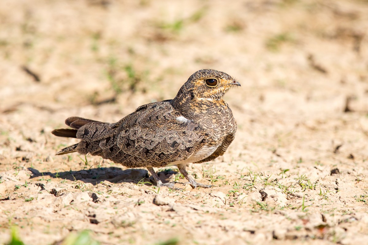 Nacunda Nighthawk - ML641477611