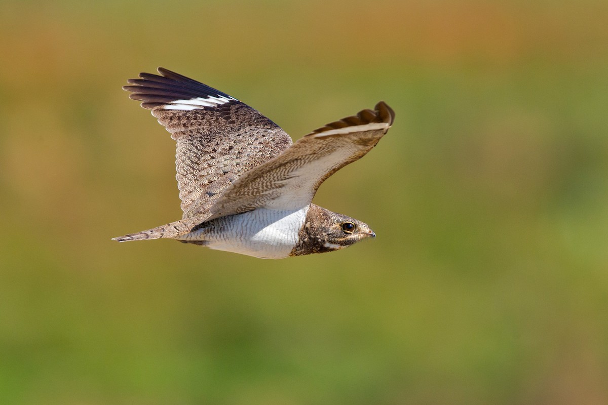 Nacunda Nighthawk - ML641477612