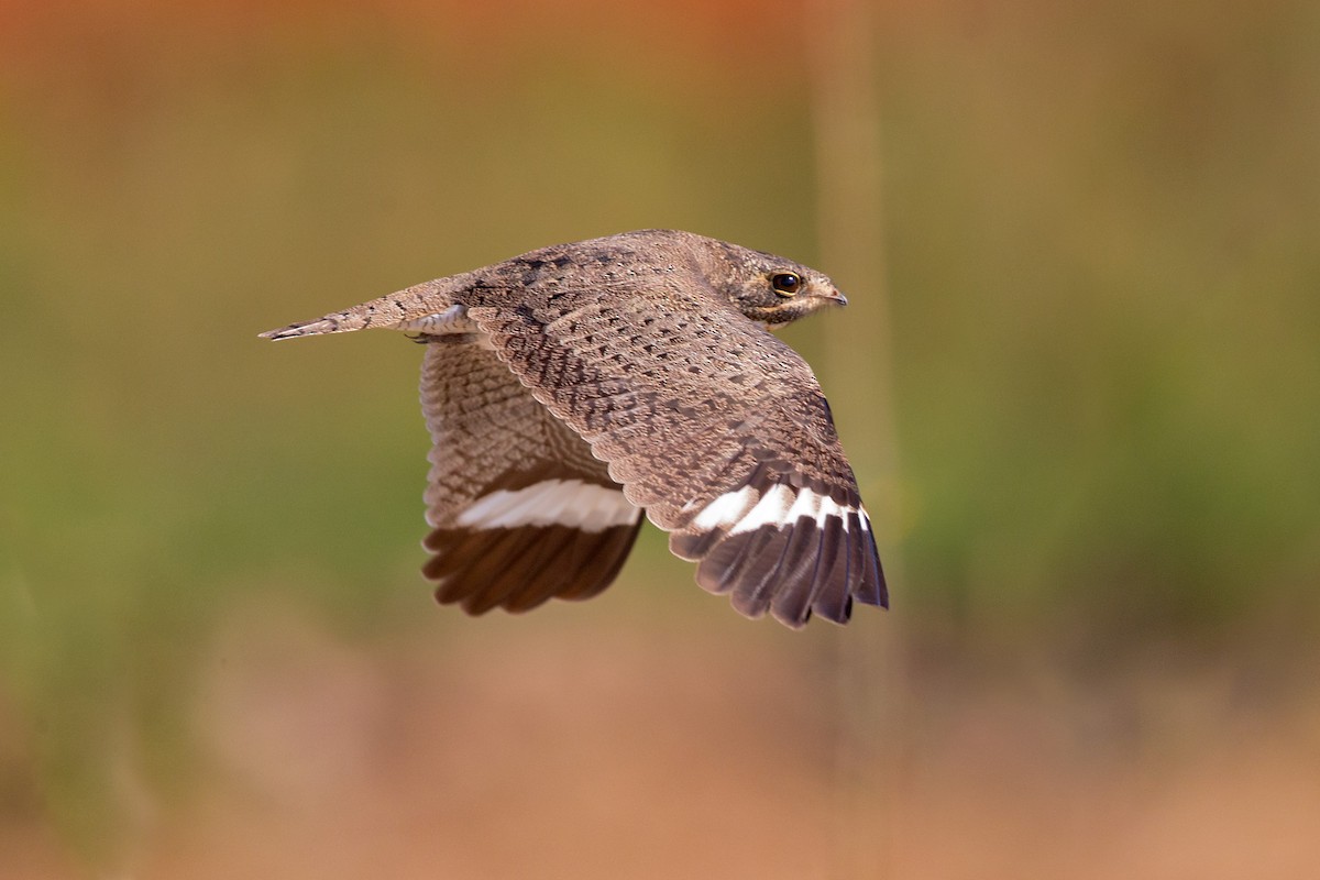 Nacunda Nighthawk - ML641477613