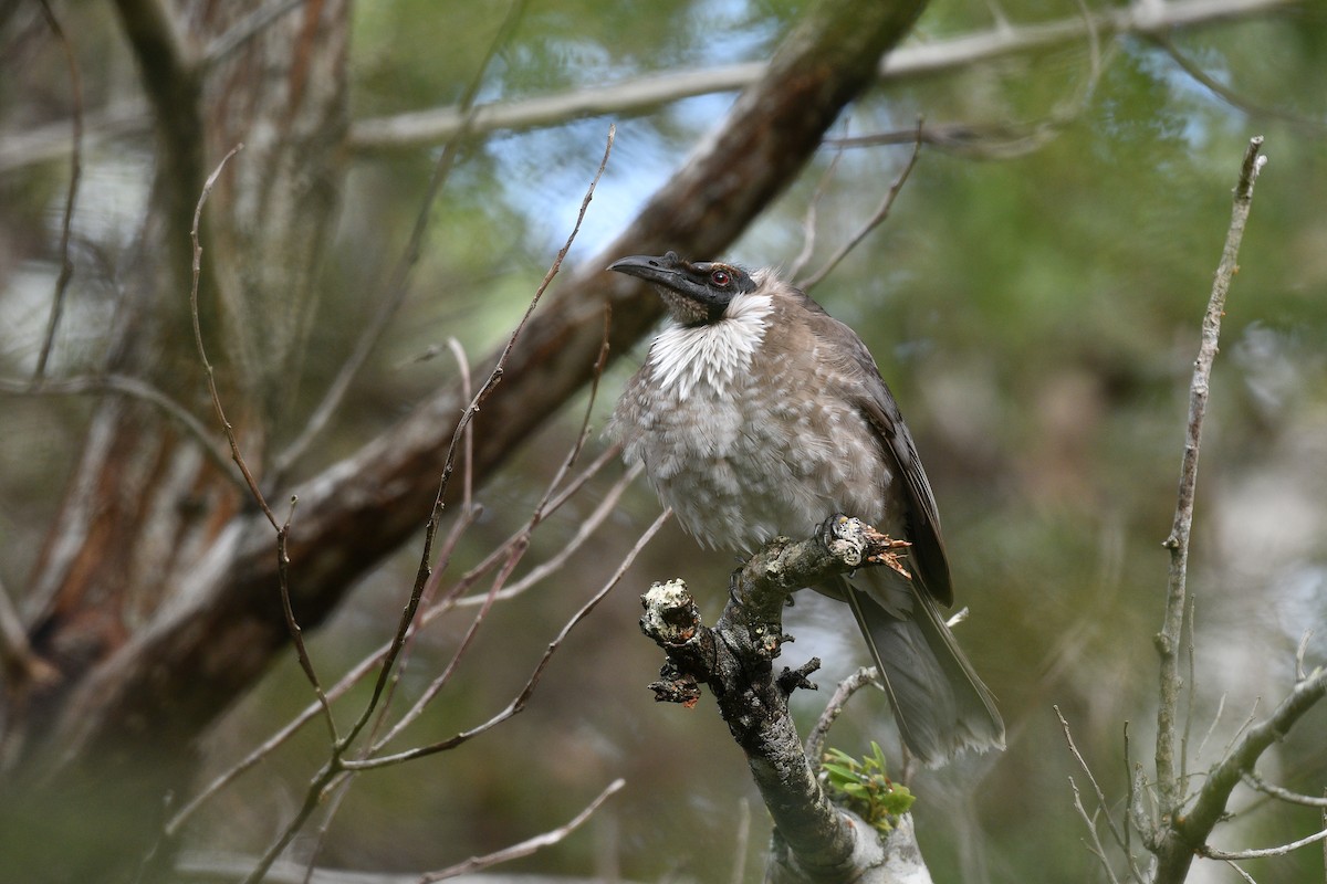 Noisy Friarbird - ML641477615