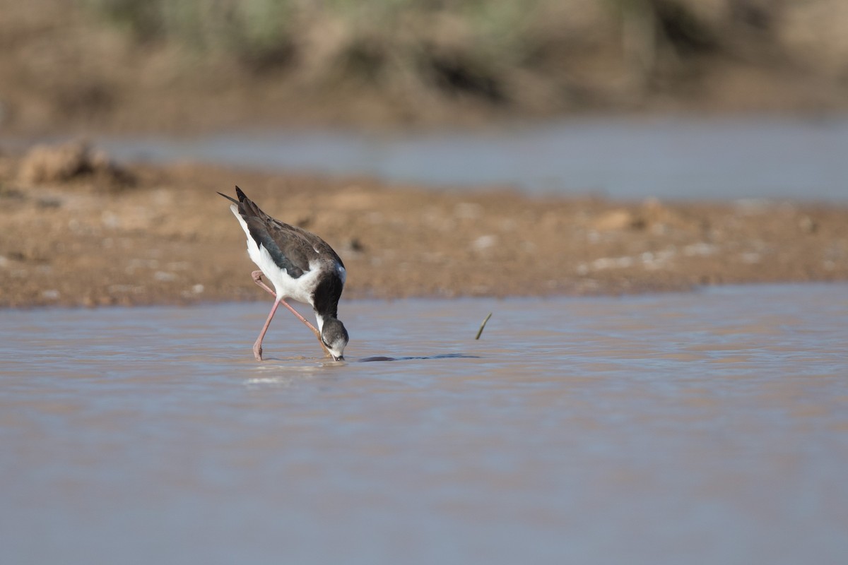 Black-necked Stilt - ML641477618