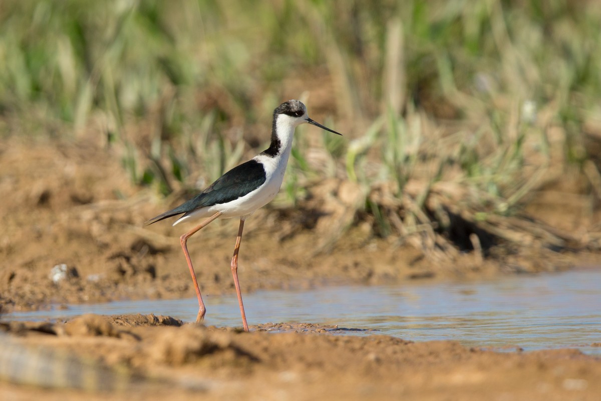 Black-necked Stilt - ML641477619