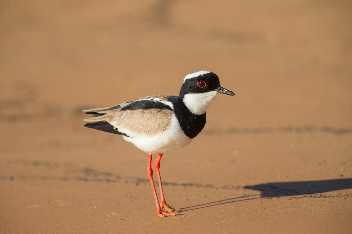 Pied Plover - ML641477625