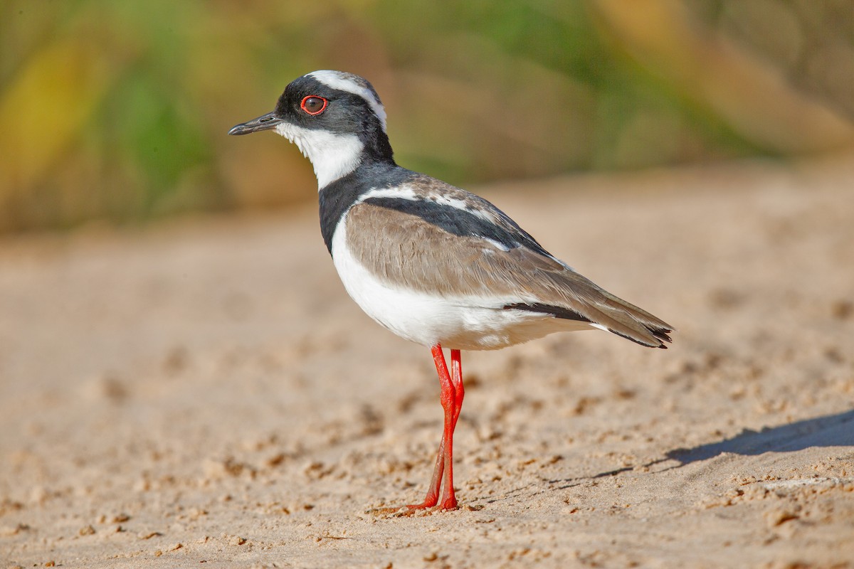 Pied Plover - ML641477626