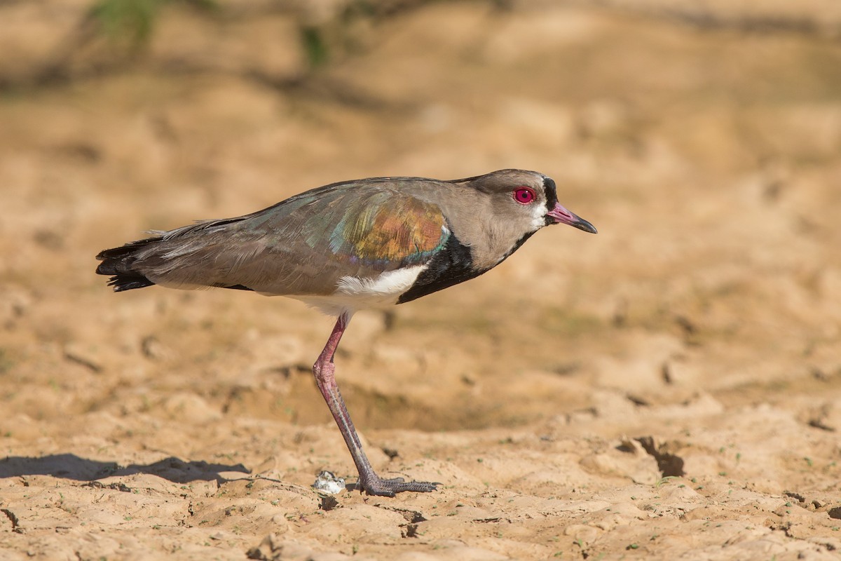 Southern Lapwing - ML641477628